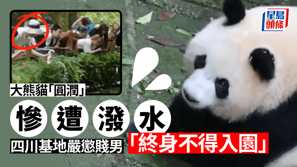 大熊貓「圓潤」日前被遊客無故潑水。(互聯網)