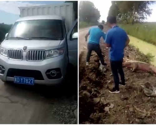 網傳短片，一輛貨車旁邊有兩名男子合力拉起溝裏的死豬。（網圖）