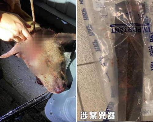 唐狗遭主人用工字鐵毆打,頭破血流。香港警察fb圖片