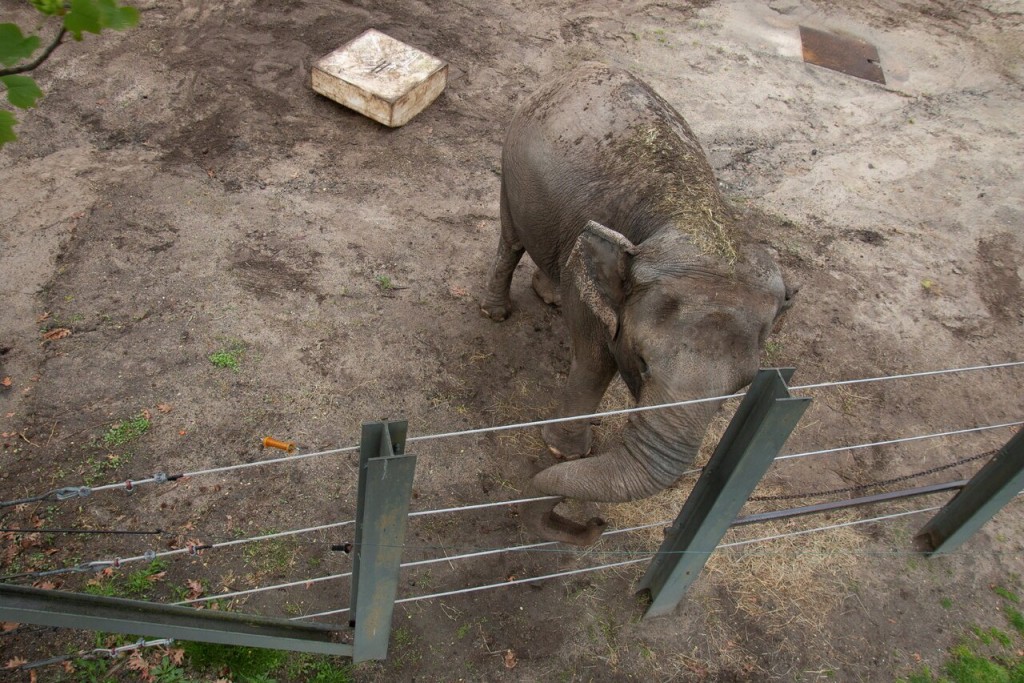 Happy於1971年在泰國出生，其後被送往紐約市布朗克斯動物園。路透社