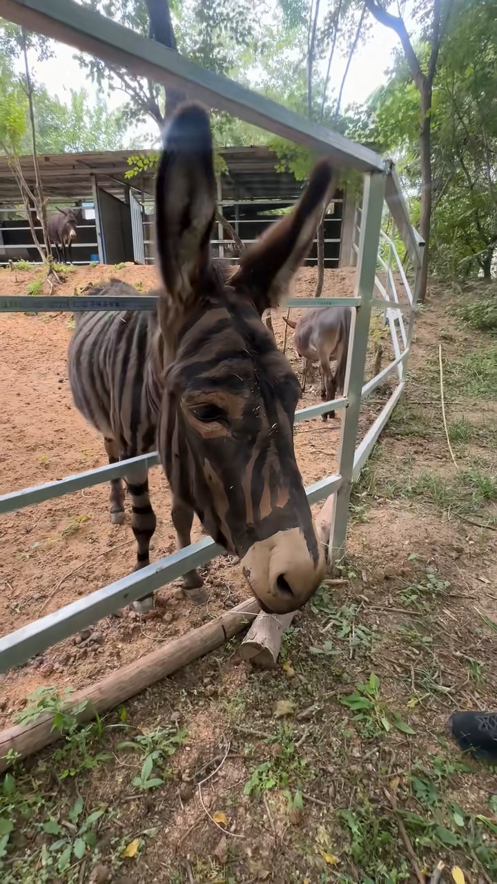 遊樂園內的驢被人染色成為「斑馬」。抖音@文小刀 遊樂園內的驢被人染色成為「斑馬」。抖音@文小刀