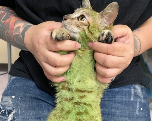 貓咪全身被飼主染成綠色。Facebook