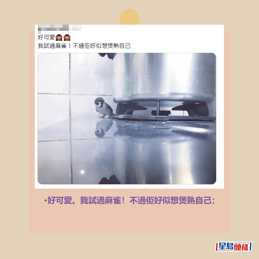 •好可愛。我試過麻雀!不過佢好似想煲熟自己;Threads截圖 •好可愛。我試過麻雀!不過佢好似想煲熟自己;Threads截圖