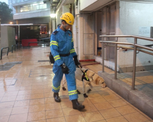 消防傍晚出動火警調查犬「巴斯」。李子平攝
