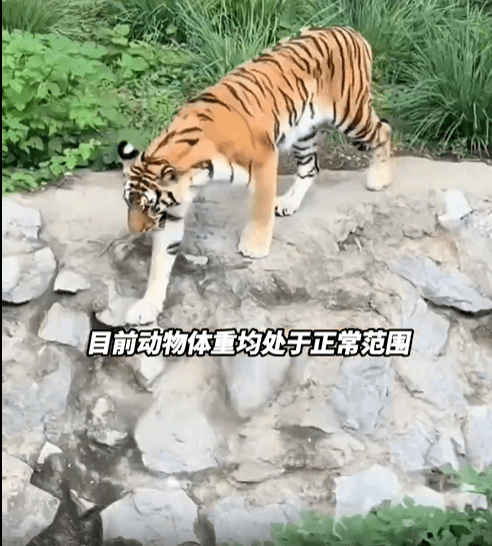 網友反映,北京動物園獅虎山的老虎瘦如「卡片」。 網友反映,北京動物園獅虎山的老虎瘦如「卡片」。
