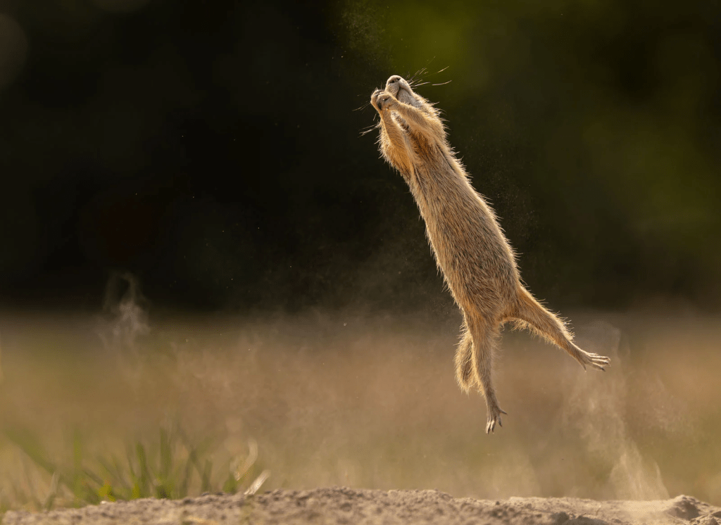 组照类冠军。获奖者：Timea Ambrus