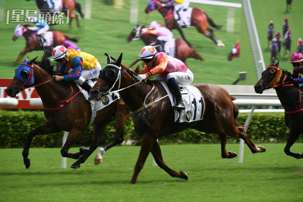  「桃花」系馬主曾祥顯目前名下養有三駒，分別是「桃花多」（圖）、「桃花開」和「桃花雲」。