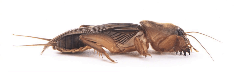 蝼蛄，是多种地栖性节肢动物门昆虫纲直翅目蝼蛄科，昆虫的总称。又名𧕱、螲、螜，俗称天蝼。