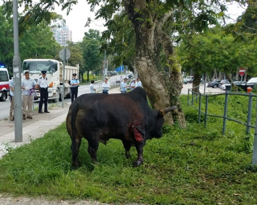 一隻成年雄性黃牛西沙公路遭的士撞傷，因傷得太重需人道毀滅。