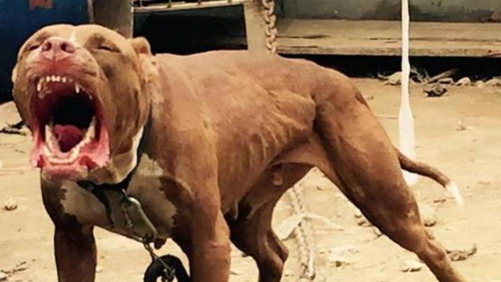 內地許多城市小區曾發生多宗因飼養烈性犬未牽繩、未佩戴嘴套，導致路人被咬傷的事件。