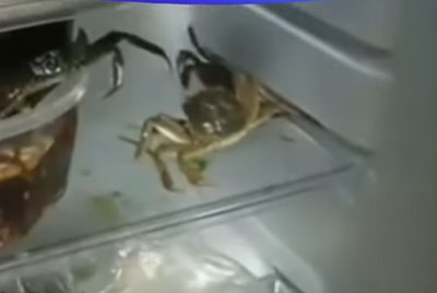 杭州女自制腌生蟹，开雪柜惊见螃蟹集体逃出。 网片截图