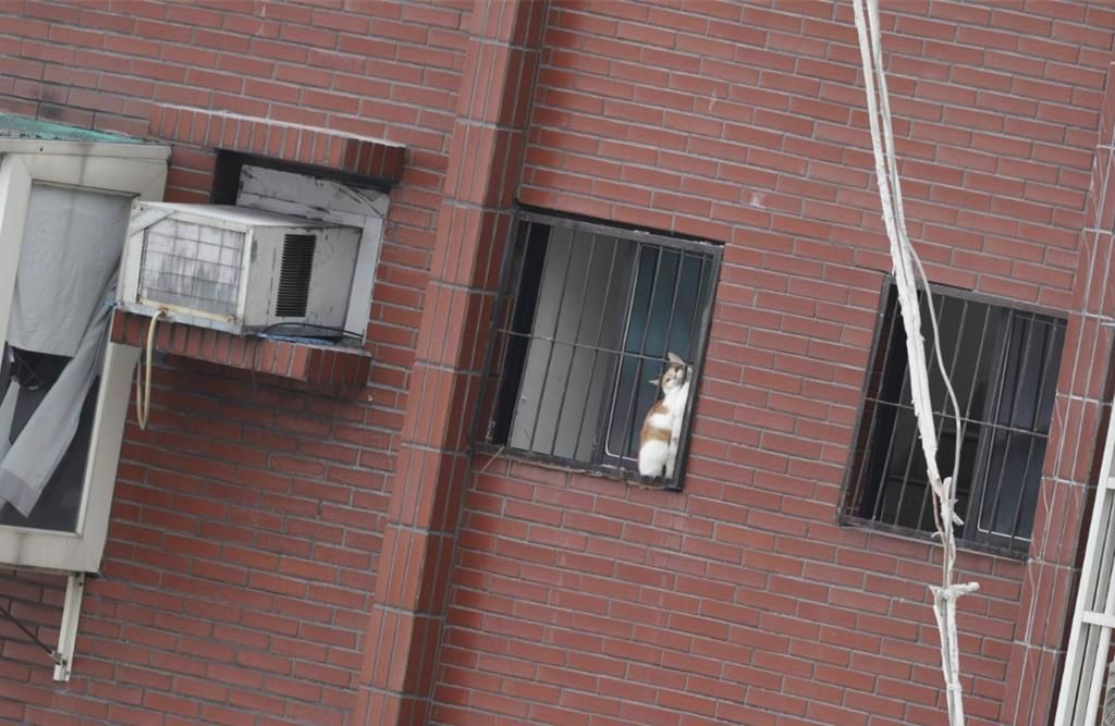 1隻白底有橘色斑紋的貓咪卡在7樓窗戶，由消防人員搭雲梯救出。 中時