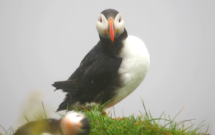 Puffin真係靚。