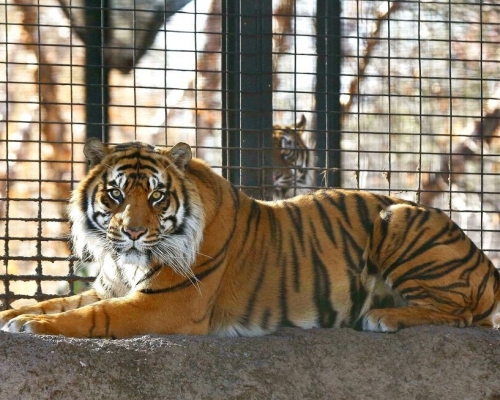 美国堪萨斯州托皮卡动物园发生老虎袭人事件。AP