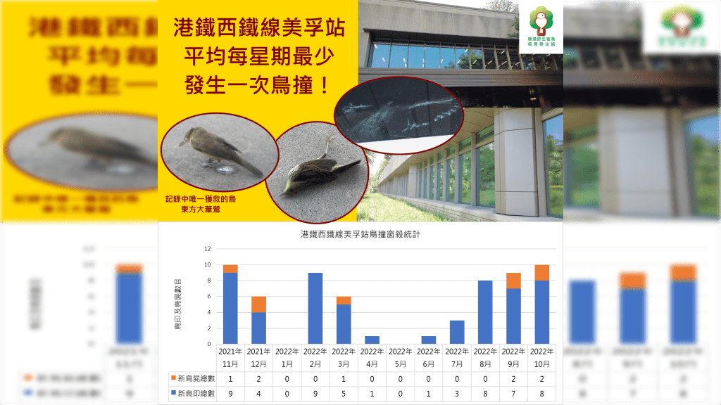香港觀鳥會表示,上月在美孚港鐵站玻璃幕牆對出發現一隻懷疑受傷的東方大葦鶯。香港野生雀鳥保育關注組fb
