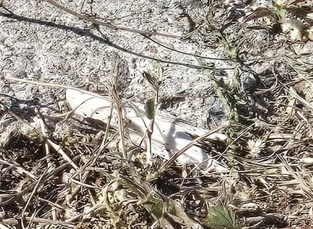 facebook截圖（資料來源：Patty Lee＠facebook將軍澳主場）