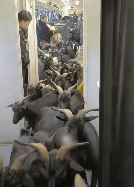 該列車為民生列車,允許帶動物上車。瀟湘晨報 該列車為民生列車,允許帶動物上車。瀟湘晨報