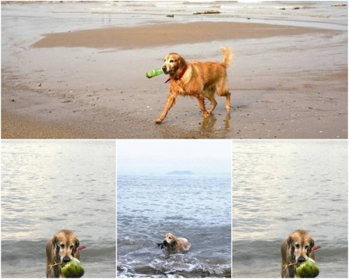 狗女叫老虎，在2016年12月4日，第一次執垃圾。