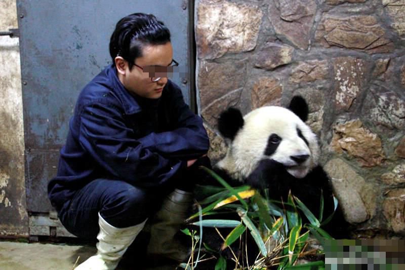 大熊貓飼養員張男被指對女粉絲騙色致懷孕。