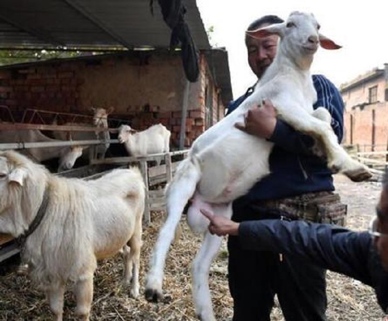石家莊有一隻公羊能產奶。網上圖片