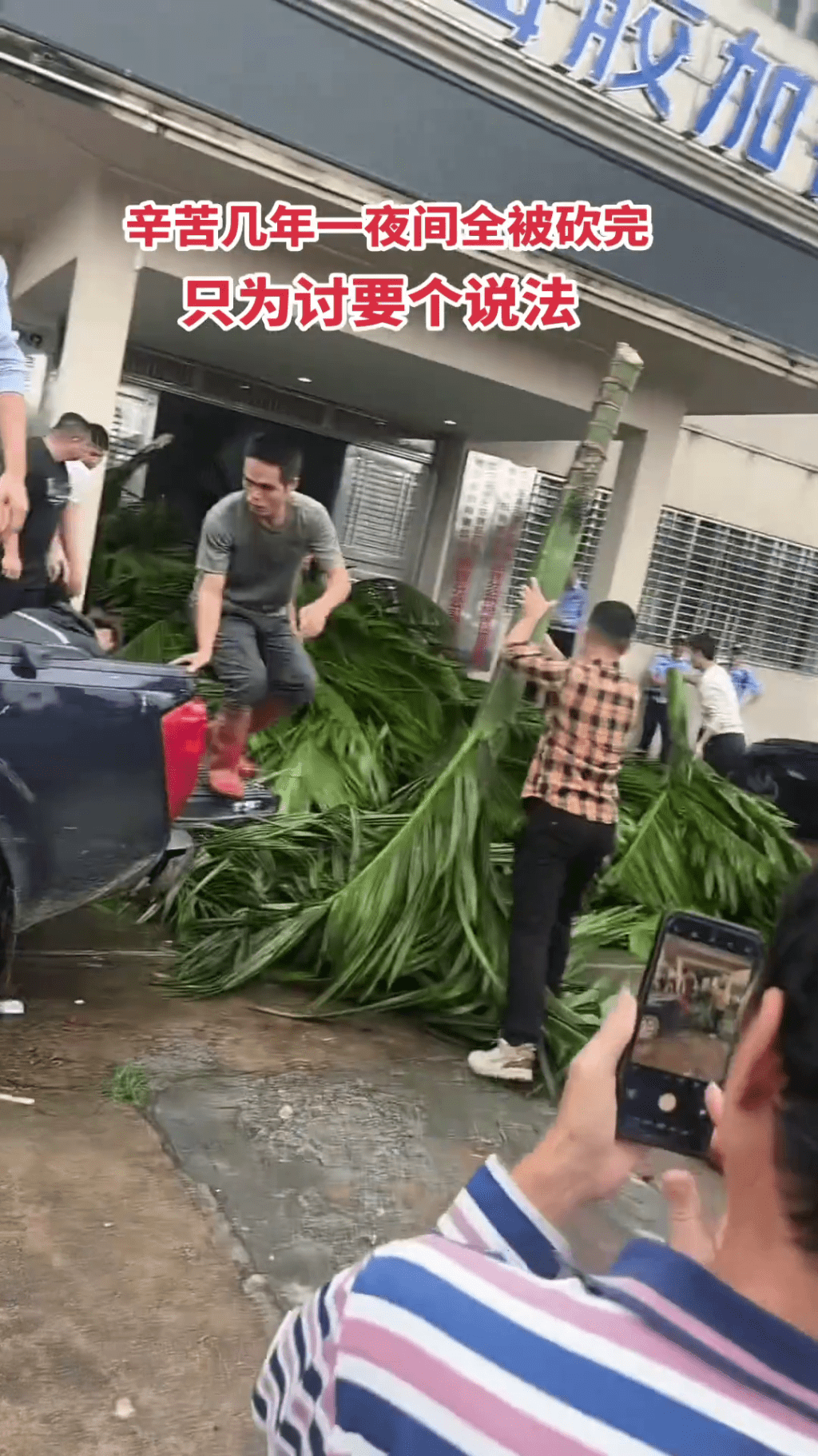 農民把被砍伐的檳榔樹堆到海膠集團公司大樓門口抗議。 農民把被砍伐的檳榔樹堆到海膠集團公司大樓門口抗議。