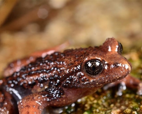 兩棲動物新種「騰衝齒突蟾」。新華社