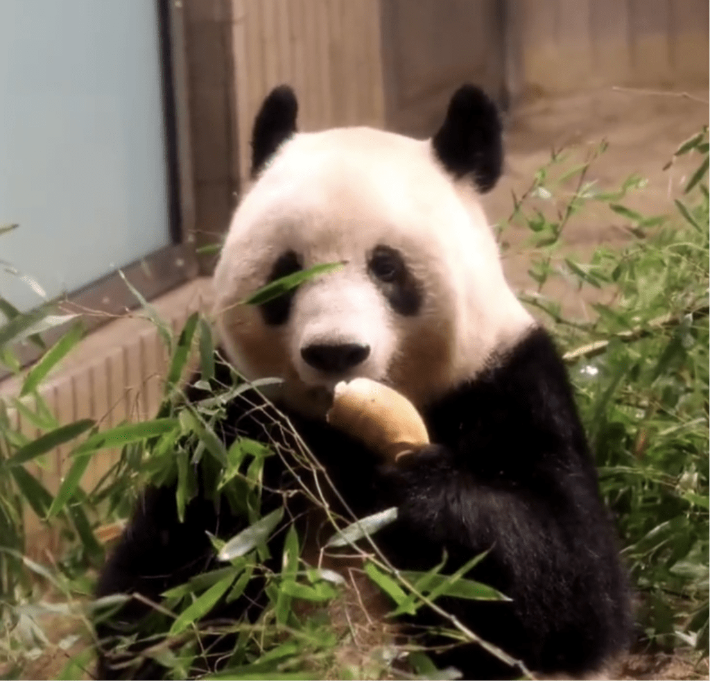 民眾拍下最後一次在上野動物園觀看大熊貓香香的樣子，牠正在大口大口吃竹筍。 網上圖片