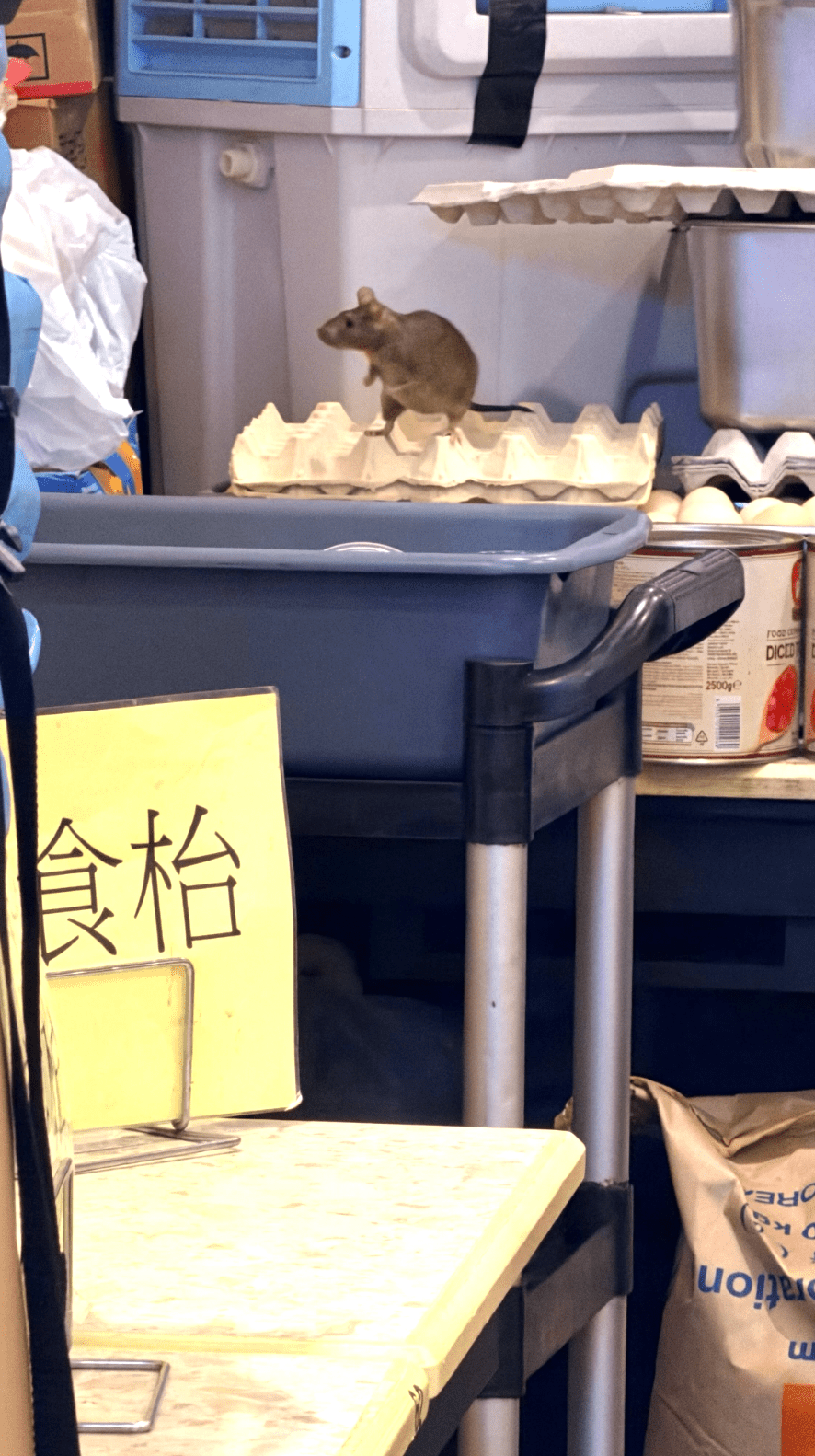 照片可見,一隻棕色老鼠站在空蛋托上,旁邊放有多盤雞蛋、罐頭及金屬容器。Threads@englanddaddy 照片可見,一隻棕色老鼠站在空蛋托上,旁邊放有多盤雞蛋、罐頭及金屬容器。Threads@englanddaddy