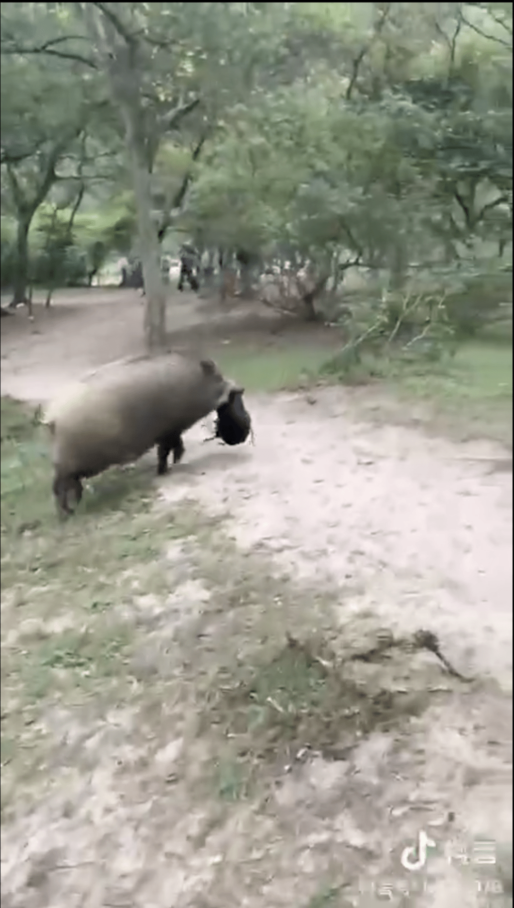 野豬跑進樹林。網上片段截圖