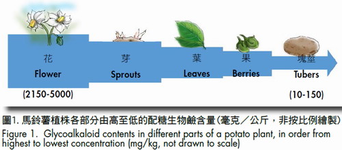 马铃薯块茎的总配糖生物硷含量由每公斤10至150毫克不等。图:食安中心