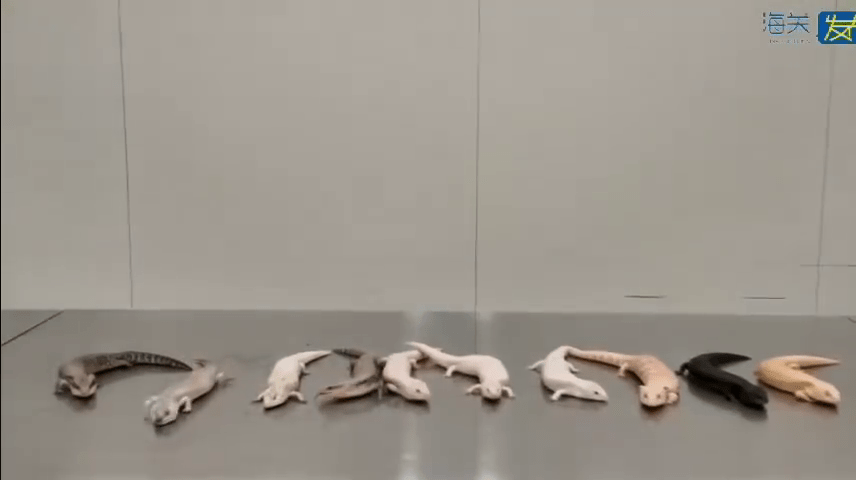 被搜出的10只活体蜥蜴。