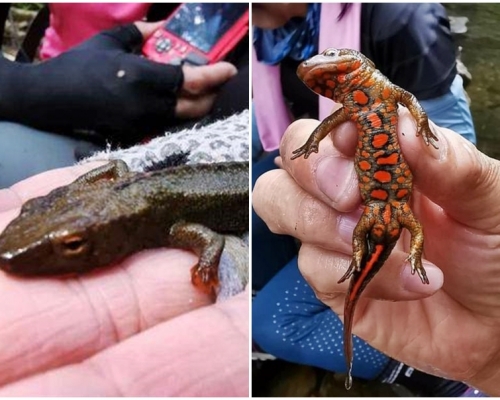 有網民爆料，指早前有行山友行石澗時強捉蠑螈拍照。「山野‧新聞庫」Facebook圖片