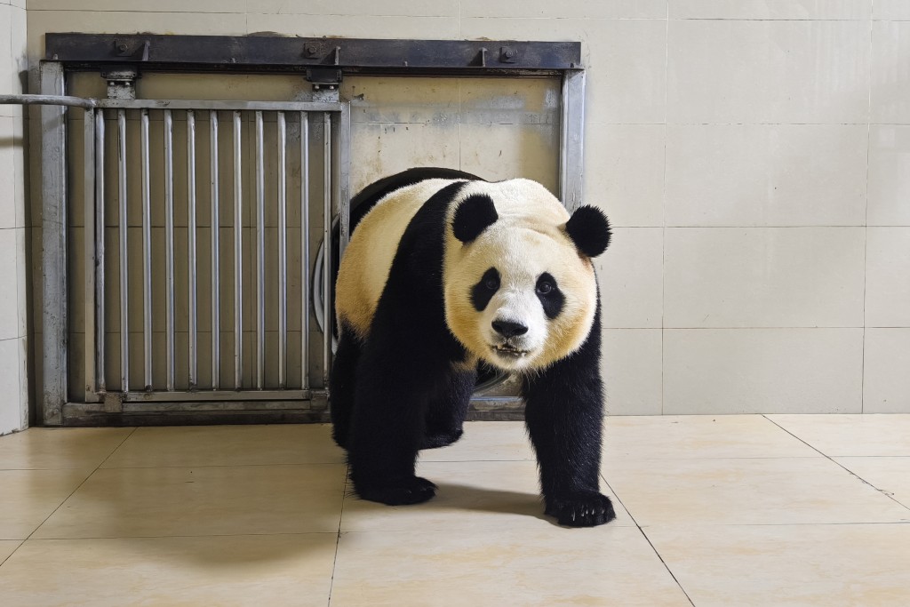 大熊貓「福寶」是首隻在韓國出生的大熊貓。(新華社)