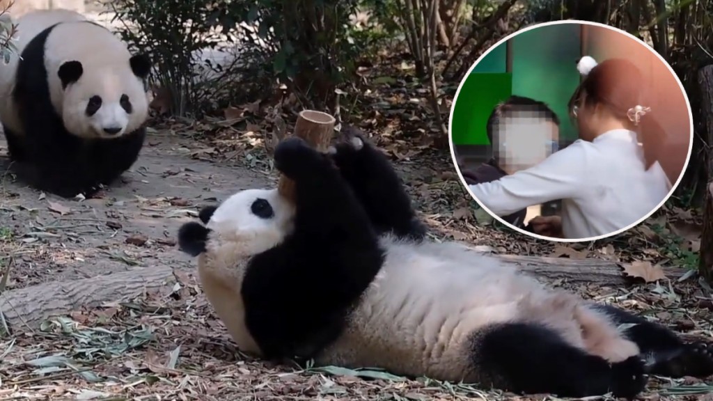 一名男子將螺絲帽丟入大熊貓「花花」及「和葉」的活動區，工作人員要封館理。微博@Muaudrey