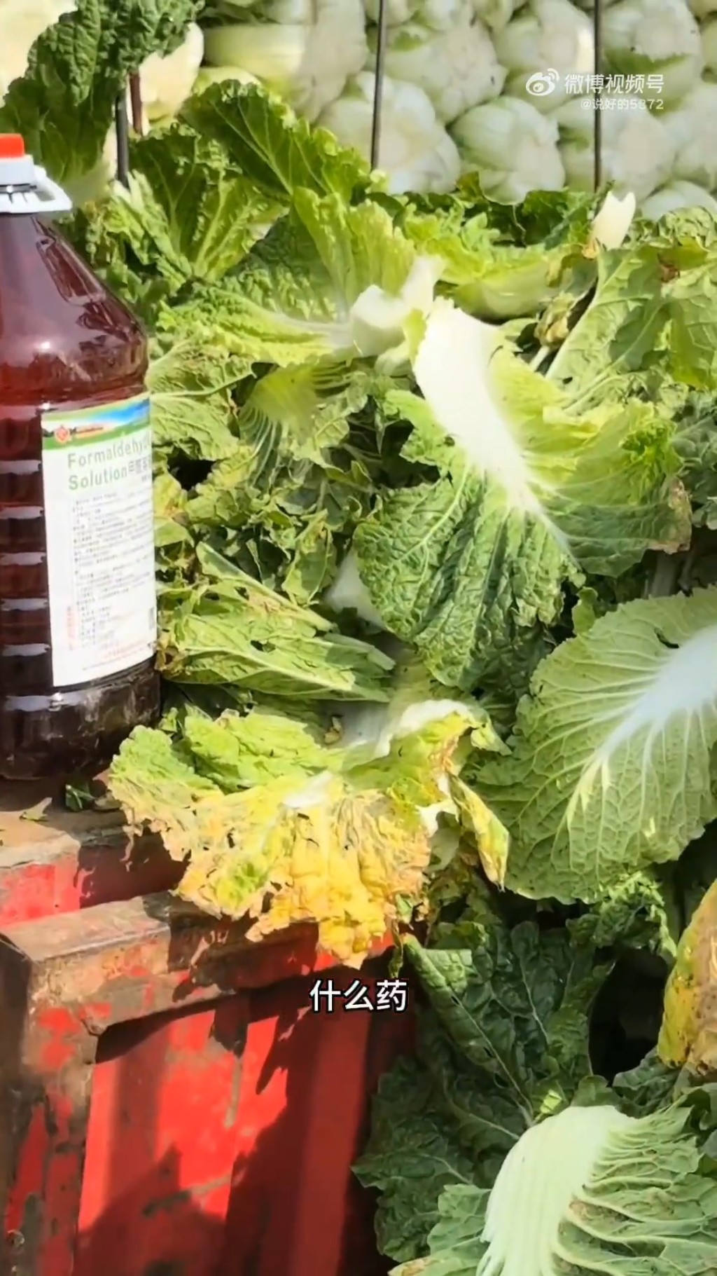 博主發現工人為延長保鮮期，將運送前將大白菜浸上致癌的甲醛。