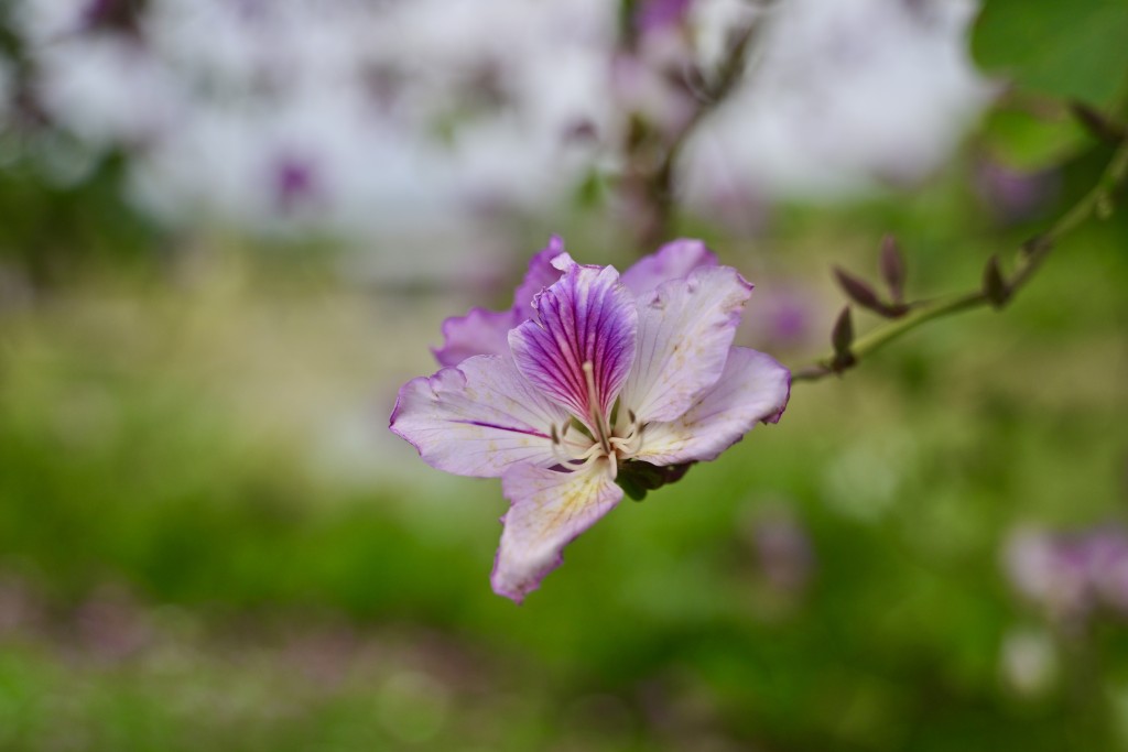 羊蹄甲花瓣為開紫紅色或淡紫紅色，花色豔麗，留有淡淡幽香。