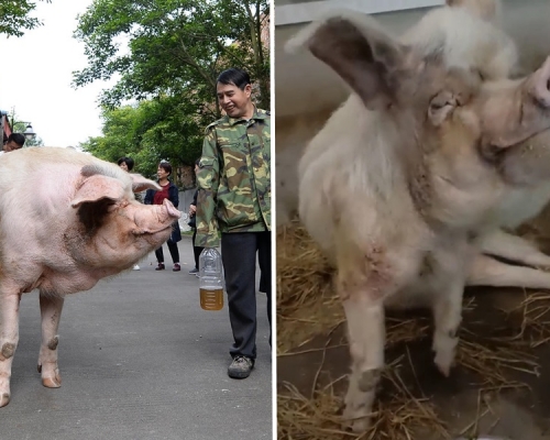 汶川大地震生還的豬堅強健康轉差，飼養員指牠已相當於100歲的人類。