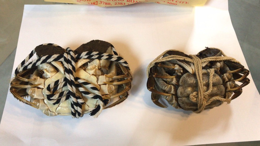 陽澄湖大閘蟹（左）肚臍晶瑩潔白，北海道大閘蟹（右）蟹肚普遍呈灰白色。