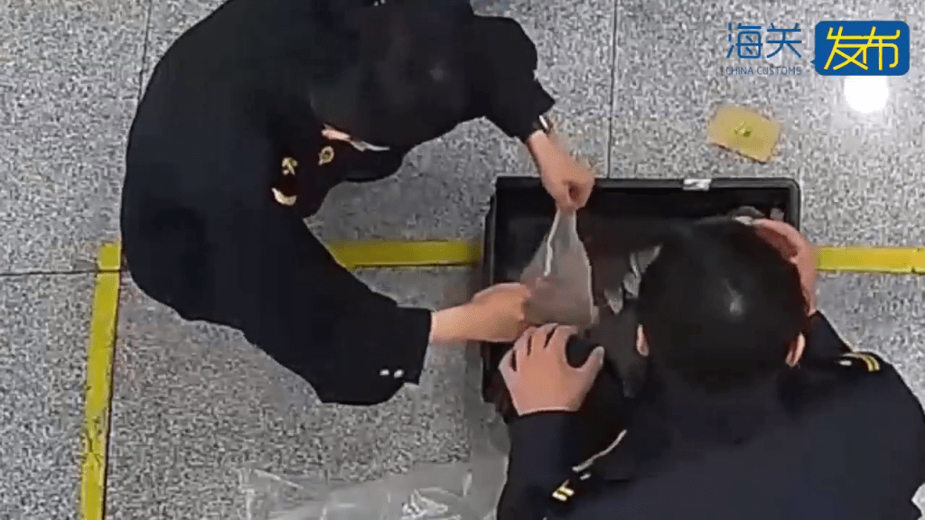 背包藏59只“橙红陆寄居蟹”,内地女拱北闯关断正。 背包藏59只“橙红陆寄居蟹”,内地女拱北闯关断正。