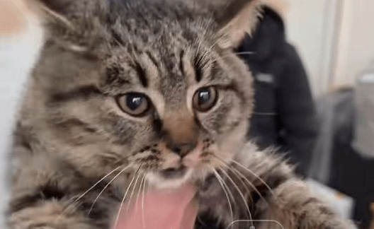 團體從貓的眼睛看出牠已經身患重病。共富財經