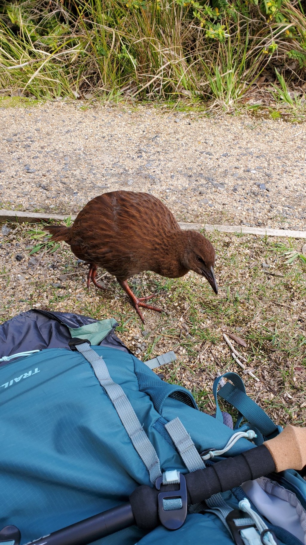 新西兰秧鸡非常好奇，且对人类不带戒心。（X@whitneyrich）