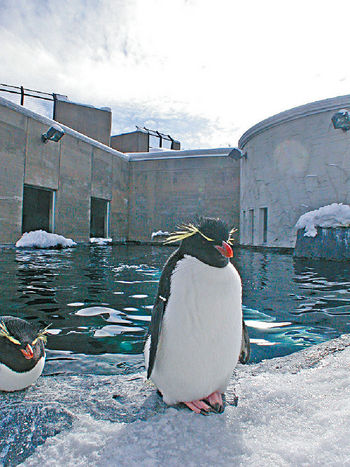 ■企鵝是旭山動物園的超級巨星。