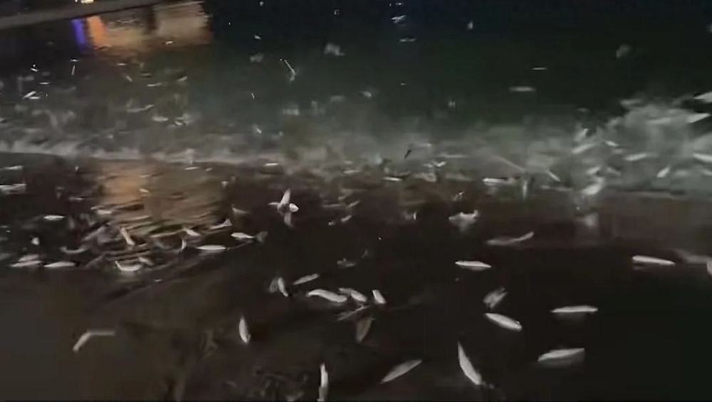 汕頭南澳島一處海灘,有大量魚躍出水面擱淺。