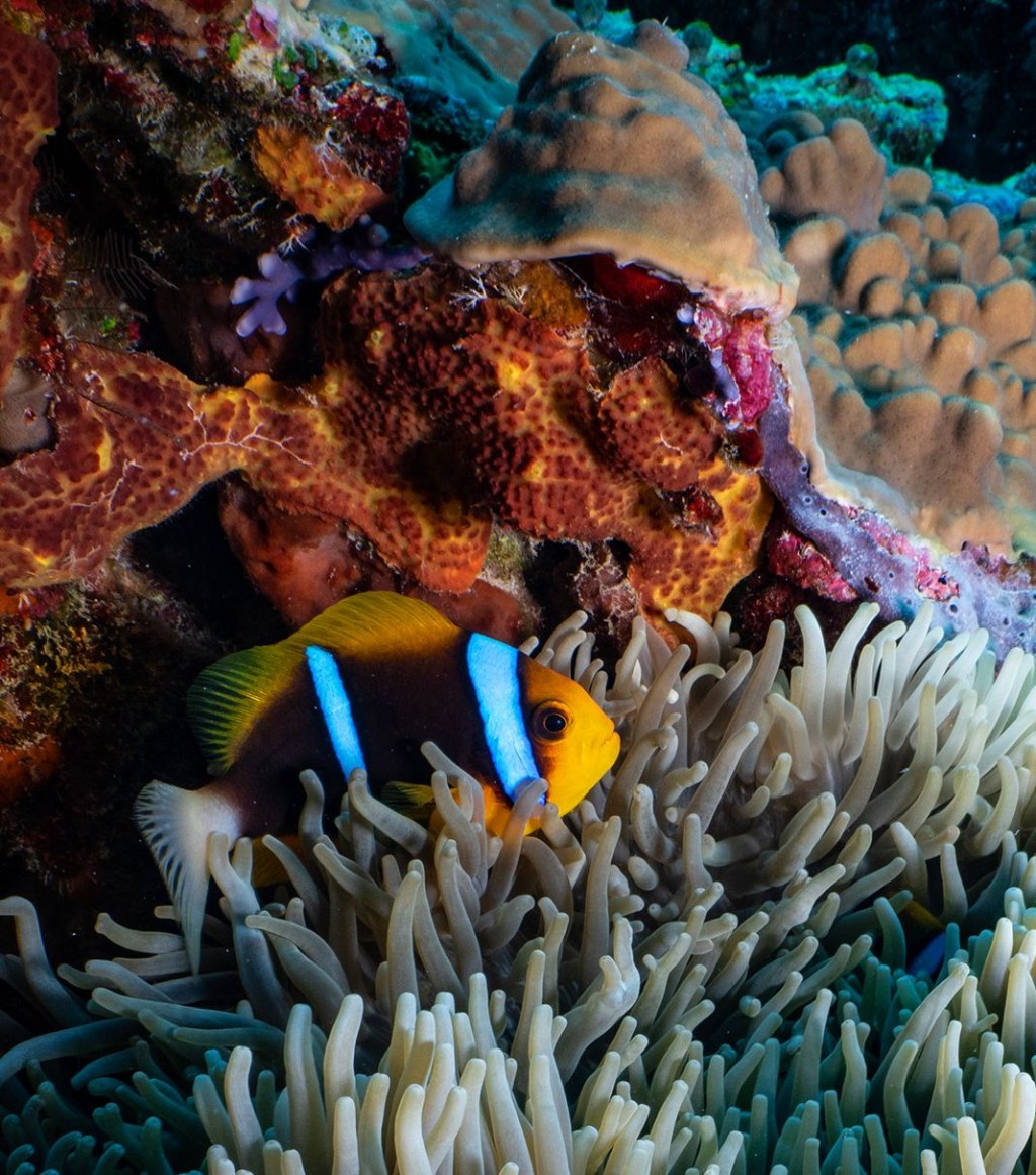帛琉拥有绝美的海洋生态，很值得大家好好保护。