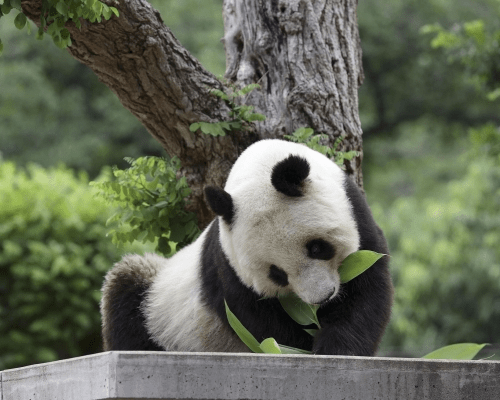 日本為旅日大熊貓「旦旦」生前照片。