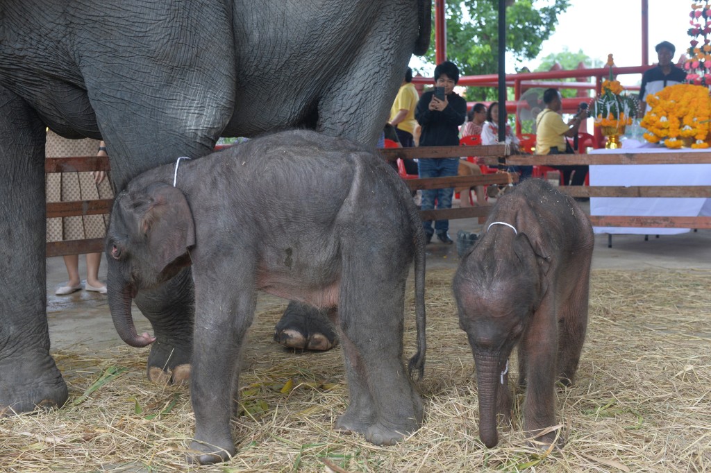 象宝宝一雌一雄，雄小象出生时体重80公斤，雌小象则是60公斤。(新华社)