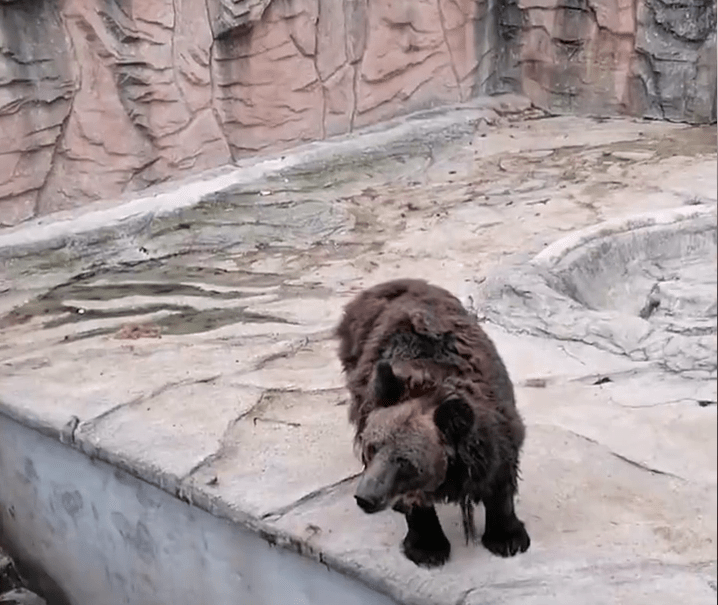 遼寧瓦房店市動物園內的棕熊，非常消瘦。