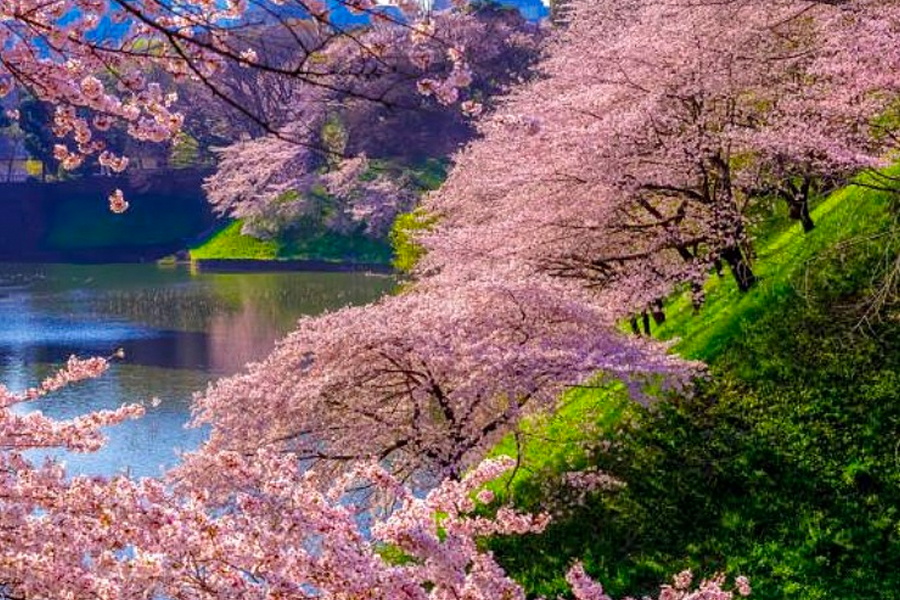 另一賞櫻熱點「千鳥之淵」。東京旅遊官方網站