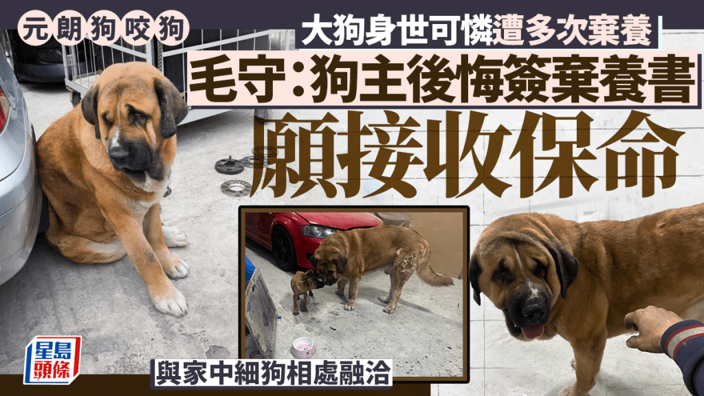 元朗狗咬狗｜涉事大狗「拉里」身世可怜 遭多次弃养恐人道处理 毛守愿接收保命