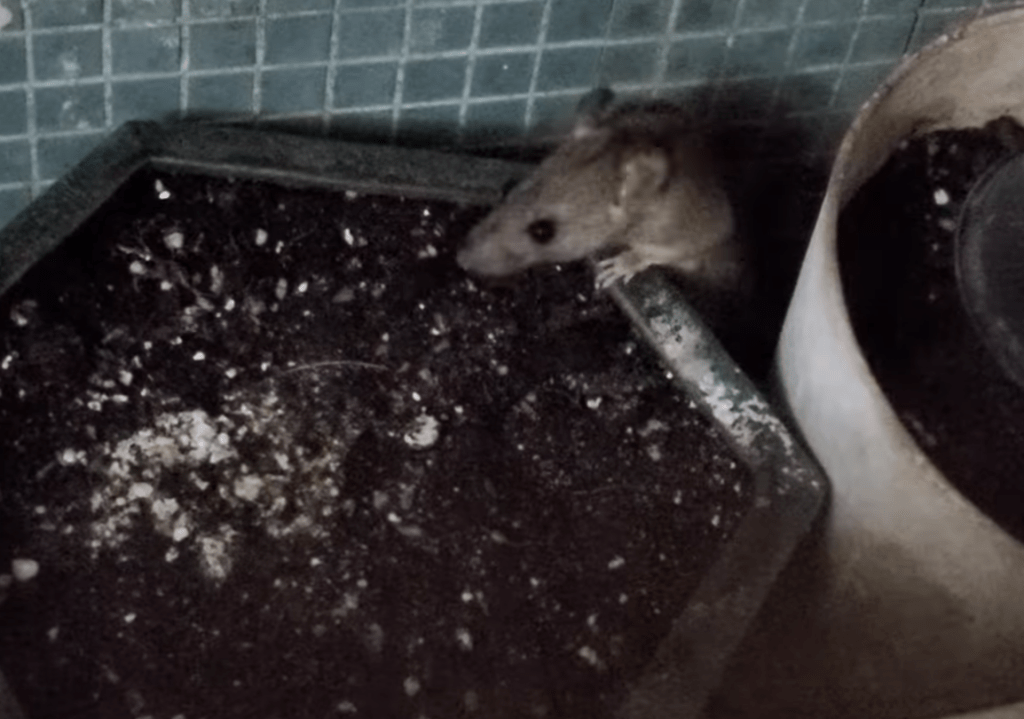 美孚一名街坊數隻老鼠經常在窗外花槽欄位遊走。影片截圖